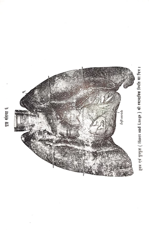 Hridaya Evam Vahika Roga Chikitsa